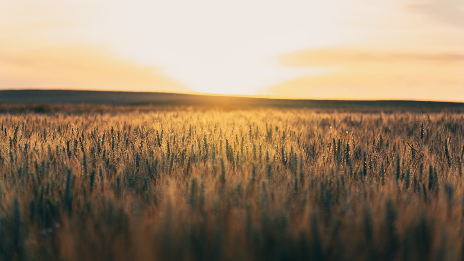 Wheat field at golden hour